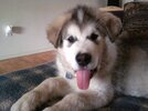 [Bonesmart.org] 1 Year Anniversary