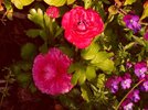 [Bonesmart.org] Part gardening, part recovery post!