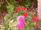 [Bonesmart.org] Part gardening, part recovery post!