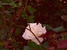 [Bonesmart.org] Part gardening, part recovery post!