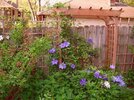 [Bonesmart.org] Part gardening, part recovery post!