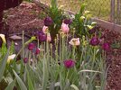 [Bonesmart.org] Part gardening, part recovery post!