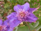 [Bonesmart.org] Part gardening, part recovery post!