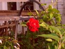 [Bonesmart.org] Part gardening, part recovery post!