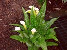 [Bonesmart.org] Part gardening, part recovery post!