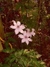 [Bonesmart.org] Part gardening, part recovery post!