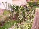 [Bonesmart.org] Part gardening, part recovery post!
