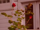 [Bonesmart.org] Part gardening, part recovery post!