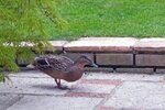 [Bonesmart.org] Part gardening, part recovery post!