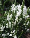[Bonesmart.org] Part gardening, part recovery post!
