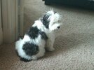 [Bonesmart.org] DallasSarah post op update!
