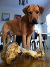[Bonesmart.org] Almostready is Ready! :-)