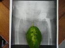 [Bonesmart.org] On the other side in Seattle.