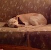 [Bonesmart.org] Scared newbie... Hip is shot. What if it doesn't work!!??