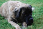 [Bonesmart.org] My Journey as of 12/16/13 - Over 1 Year and Still Trying