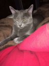 [Bonesmart.org] Lavender's getting a new left knee for Christmas