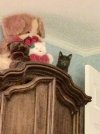 [Bonesmart.org] Lavender's getting a new left knee for Christmas