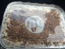 [Bonesmart.org] I just got my new knee.