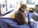 [Bonesmart.org] What To Do with Pets
