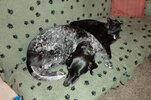 [Bonesmart.org] Nerdgrrl has a new hip!