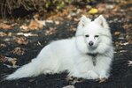 [Bonesmart.org] Bj Mac's Recovery