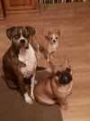 [Bonesmart.org] Damn glad that's over!