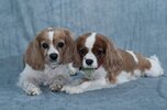 [Bonesmart.org] Bj Mac's Recovery