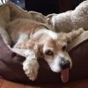 [Bonesmart.org] Dearjr's new knee