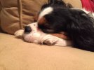 [Bonesmart.org] Deep Breath Reporting for Recovery Duty