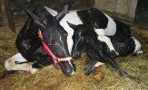 [Bonesmart.org] FINALLY!!! Cynthia777's Recovery Journey