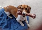 [Bonesmart.org] Newbie Here...7 Days & Counting  :)