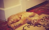 [Bonesmart.org] Di's Recovery Thread