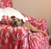 [Bonesmart.org] Tabbycat's Recovery<