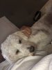 [Bonesmart.org] 10 Days Post Op.....so far, so good