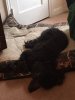 [Bonesmart.org] SusieShoes' New Knees