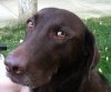 [Bonesmart.org] Aussie's Posterior LTHR