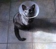 [Bonesmart.org] Complex THR....has  anyone else been through this?