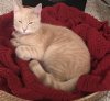 [Bonesmart.org] Poptarts' Surgery on December 24, 2018<