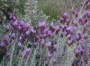 lavender_6.3.12.jpg