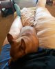 [Bonesmart.org] Fractured patella/quad repair 3 years post TKR