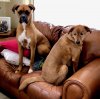 [Bonesmart.org] Another Second Chance