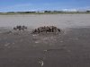 [Bonesmart.org] Ladyala recovery
