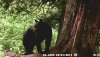[Bonesmart.org] Life After SCaprae