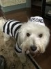 [Bonesmart.org] Toni Lee Recovery Thread
