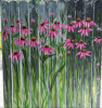 SummerFlowers.png