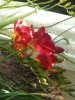 Freesias2 16 Feb 20.jpg Freesias2 16 Feb 20.jpg