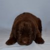 [Bonesmart.org] Westy's Hip Recovery Thread