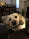 [Bonesmart.org] Susie-Q's 2nd TKR Recovery Thread