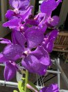 [Bonesmart.org] Izabel, Walking on Sunshine