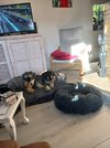 [Bonesmart.org] 2nd knee, 2nd recovery